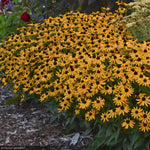 Load image into Gallery viewer, Black-Eyed Susan Little Goldstar #1