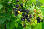 Load image into Gallery viewer, Blackberry, Navaho Ladder #5
