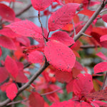 Load image into Gallery viewer, Blackgum, Tupelo Tower #15