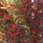 Load image into Gallery viewer, Blackgum, Wild Fire #7