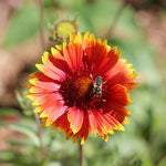 Load image into Gallery viewer, Gaillardia, Spintop Orange Halo #1