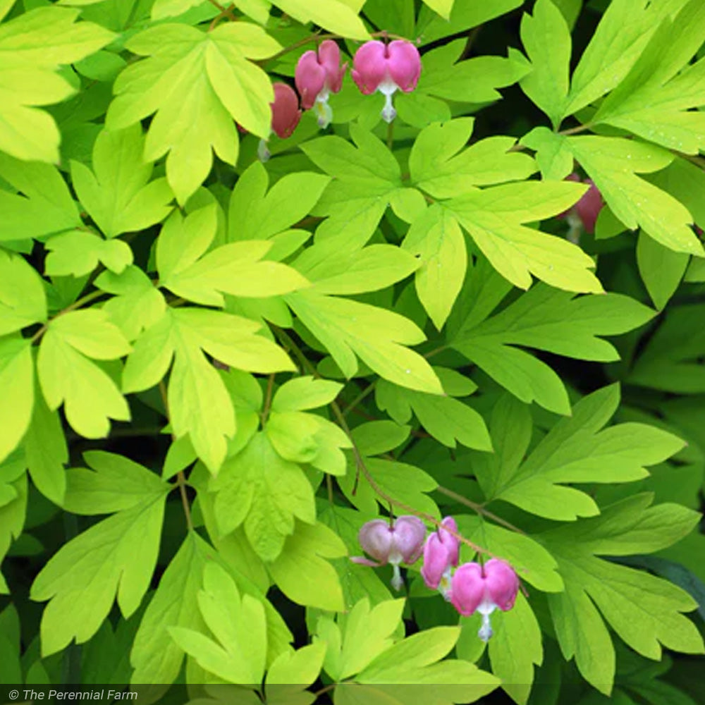 Bleeding Hearts, Gold Leaf #1