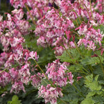Load image into Gallery viewer, Bleeding Hearts, Pink Diamonds #1