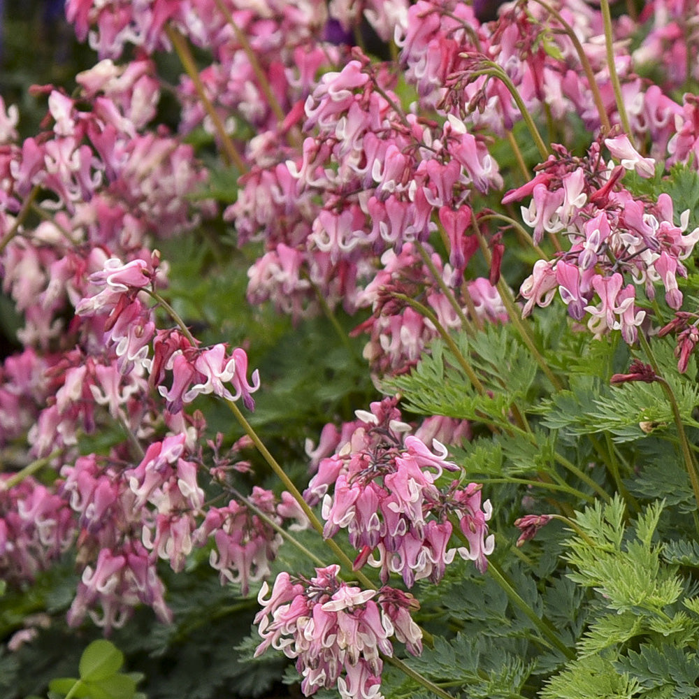 Bleeding Hearts, Pink Diamonds #1