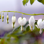 Load image into Gallery viewer, Bleeding Hearts, Alba #1