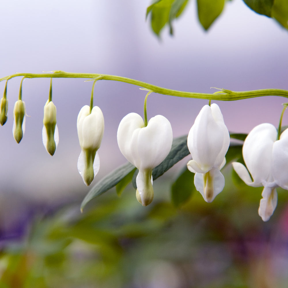 Bleeding Hearts, Alba #1
