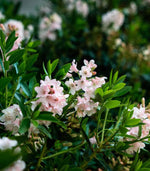 Load image into Gallery viewer, Rhododendron, Bloombux Blush #2