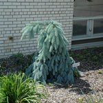 Load image into Gallery viewer, Spruce, Colorado Blue, Slenderina Pendula B&B/CT #15