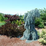 Load image into Gallery viewer, Spruce, Colorado Blue, Slenderina Pendula B&B/CT #15