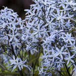Load image into Gallery viewer, Bluestar, Storm Cloud #1