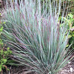 Load image into Gallery viewer, Little Bluestem Grass, Prairie Blues #1