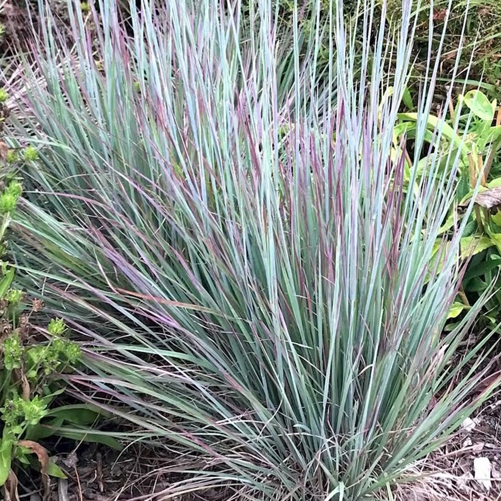 Little Bluestem Grass, Prairie Blues #1