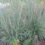 Load image into Gallery viewer, Little Bluestem Grass, Prairie Blues #1