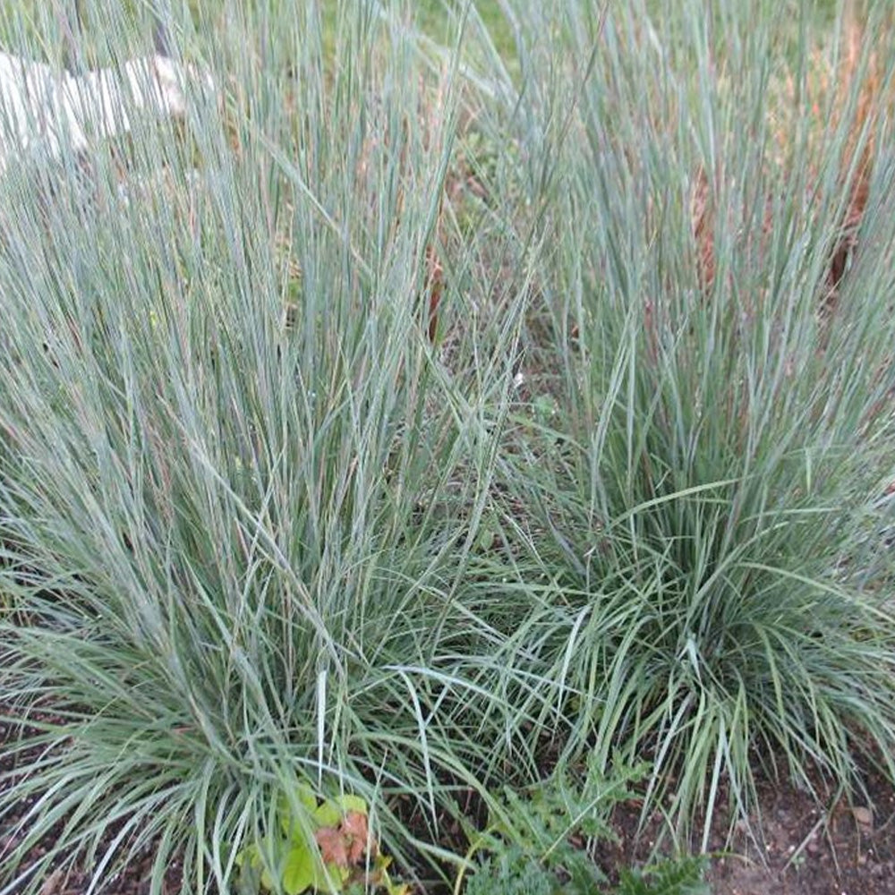 Little Bluestem Grass, Prairie Blues #1