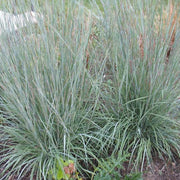 Little Bluestem Grass, Prairie Blues #1