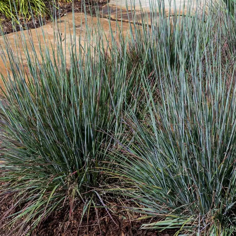 Bluestem Grass, Standing Ovation #1