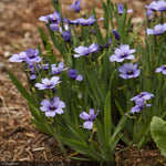 Load image into Gallery viewer, Blue Eyed Grass, Lucerne Qt