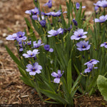 Load image into Gallery viewer, Blue Eyed Grass, Lucerne #1