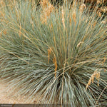 Load image into Gallery viewer, Blue Oat Grass Qt