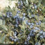 Load image into Gallery viewer, Blueberry, Bountiful Blue #2