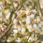 Load image into Gallery viewer, Blueberry, Bountiful Blue #2