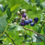 Load image into Gallery viewer, Blueberry, Brightwell #3