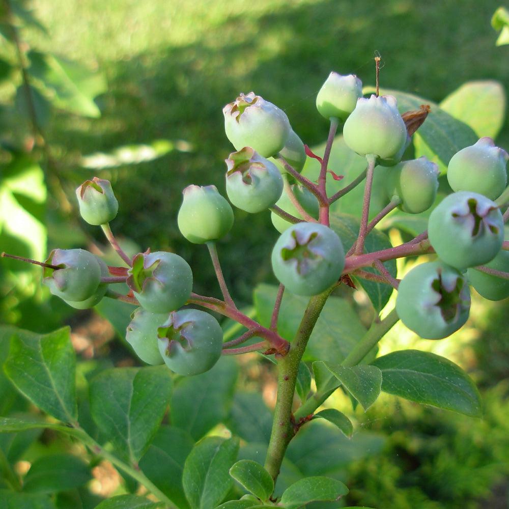 Blueberry, Duke #3 – Greenwood Creek Nursery