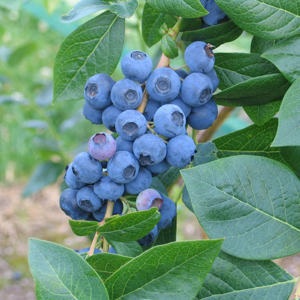 Blueberry, Duke #3 – Greenwood Creek Nursery