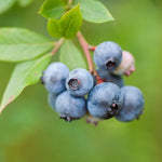Load image into Gallery viewer, Blueberry, Jelly Bean #2