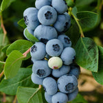 Load image into Gallery viewer, Blueberry, Legacy #3