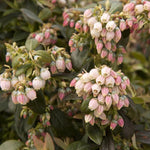 Load image into Gallery viewer, Blueberry, Sunshine Blue #3