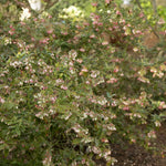Load image into Gallery viewer, Blueberry, Sunshine Blue #3