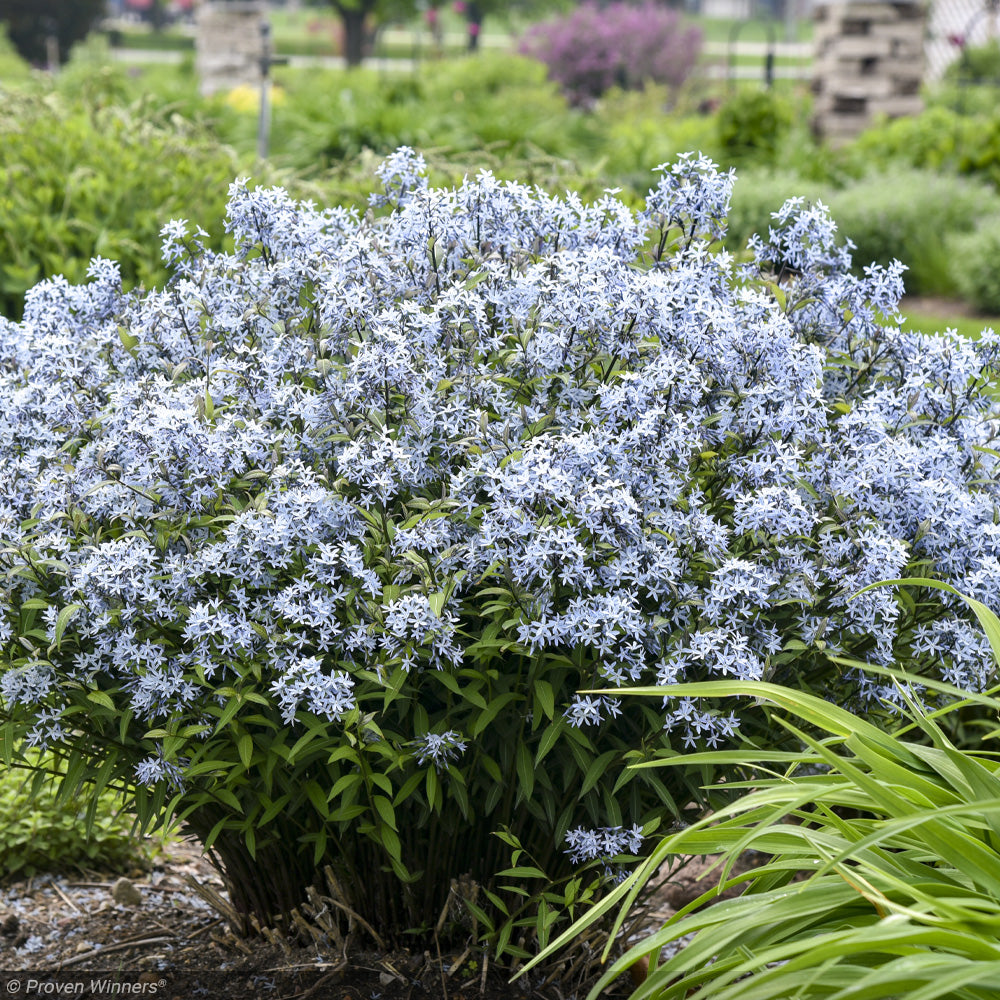 Bluestar, Storm Cloud #1 – Greenwood Creek Nursery