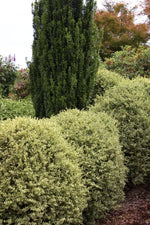 Load image into Gallery viewer, Boxwood, Variegated English #2