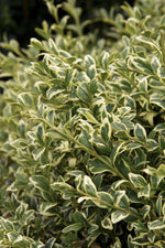 Load image into Gallery viewer, Boxwood, Variegated English #2