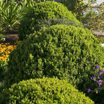 Load image into Gallery viewer, Boxwood, Baby Gem #3