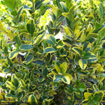 Load image into Gallery viewer, Boxwood, Golden Triumph #2