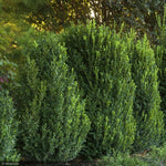 Load image into Gallery viewer, Boxwood, Green Mountain #10