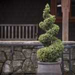 Load image into Gallery viewer, Boxwood, Green Mountain Spiral 4' BB