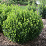 Load image into Gallery viewer, Boxwood, Sprinter #3