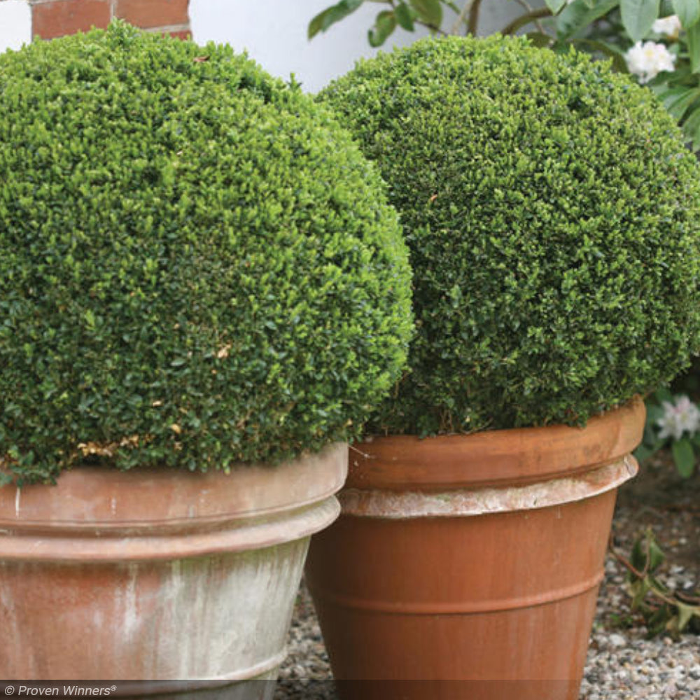 bushdebrunt SIDE KICK オリーブ SPRINTER® Boxwood – Creekside Nursery, Inc