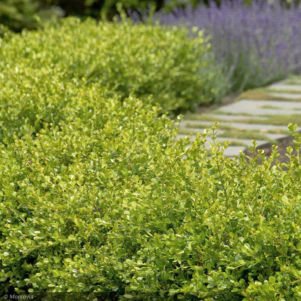 Boxwood, Winter Gem 30