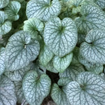 Load image into Gallery viewer, Brunnera, Alexander's Great #1