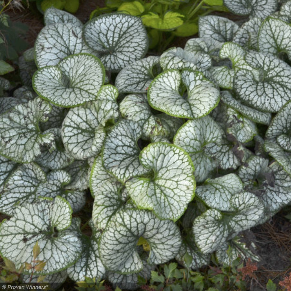 Brunnera, Jack Frost #1