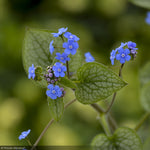 Load image into Gallery viewer, Brunnera, Queen of Hearts #1