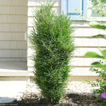 Load image into Gallery viewer, Buckthorn, Fine Line Improved #10