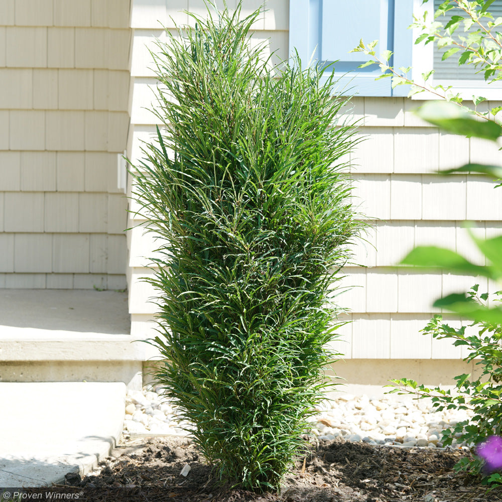 Buckthorn, Fine Line Improved #10