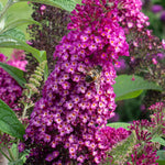 Load image into Gallery viewer, Butterfly Bush, Cranrazz #3