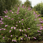 Load image into Gallery viewer, Butterfly Bush, Pink Delight #3
