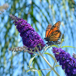 Load image into Gallery viewer, Butterfly Bush, Monarch Dark Dynasty #3